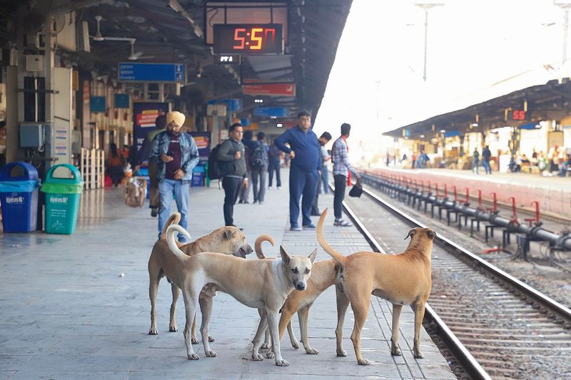 आवारा कुत्ते: राज्यों, केंद्रशासित प्रदेशों को मिलकर इस पर कार्रवाई करनी चाहिए