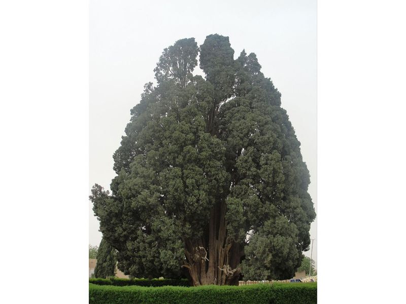 सरू की गूँज: ईरान के राष्ट्रपति पेज़ेशकियान ने तूफान से परे सभ्यता पर प्रकाश डाला